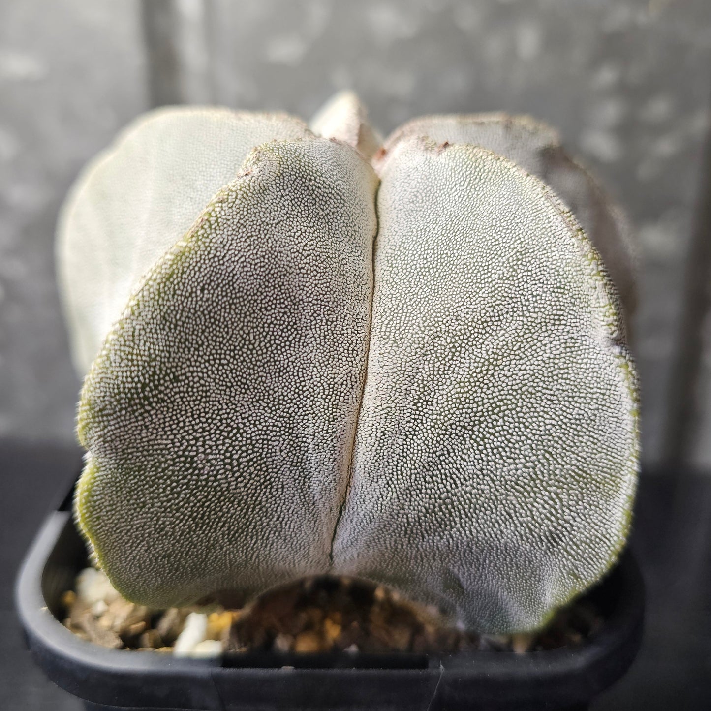 Astrophytum myriostigma hybrid