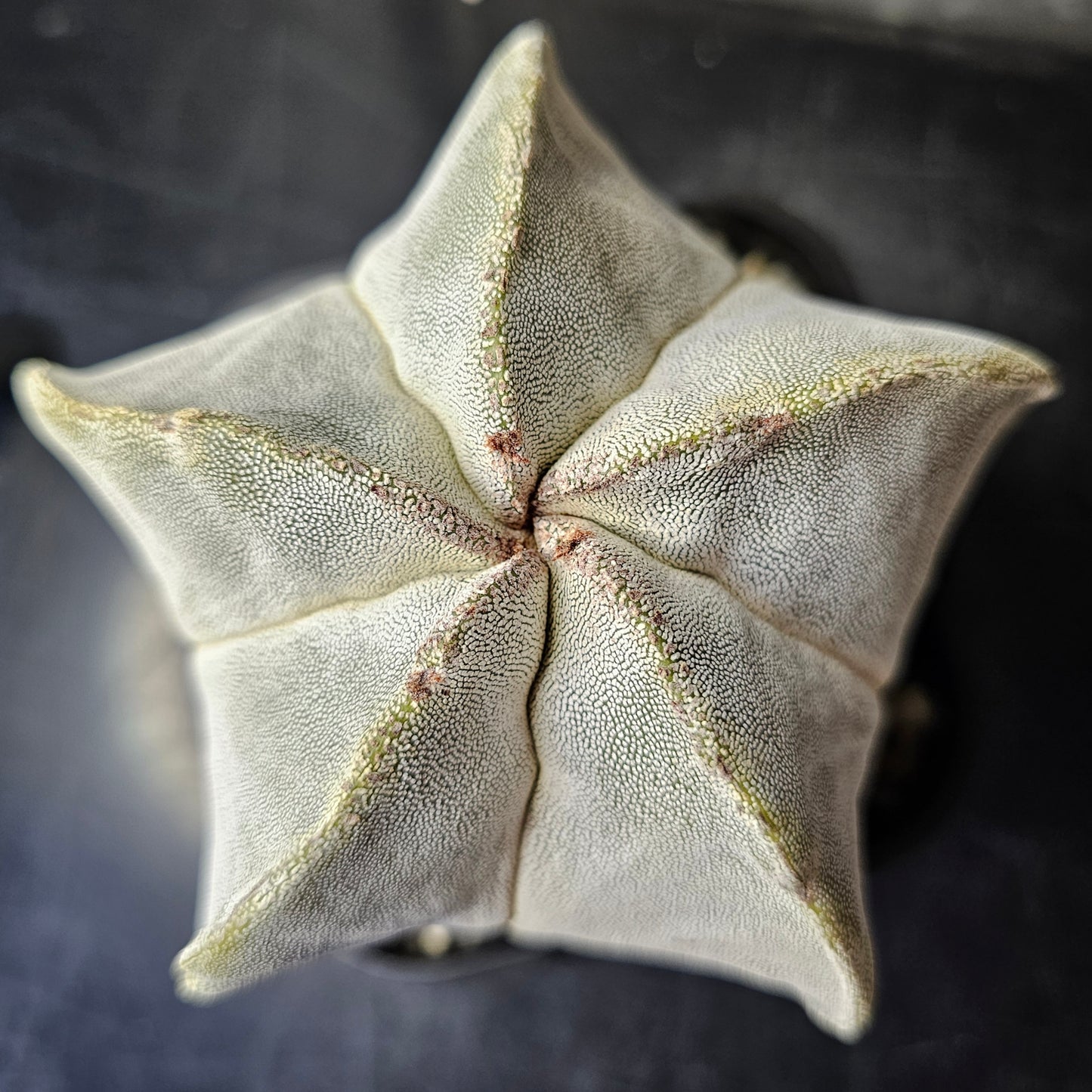 Astrophytum myriostigma hybrid