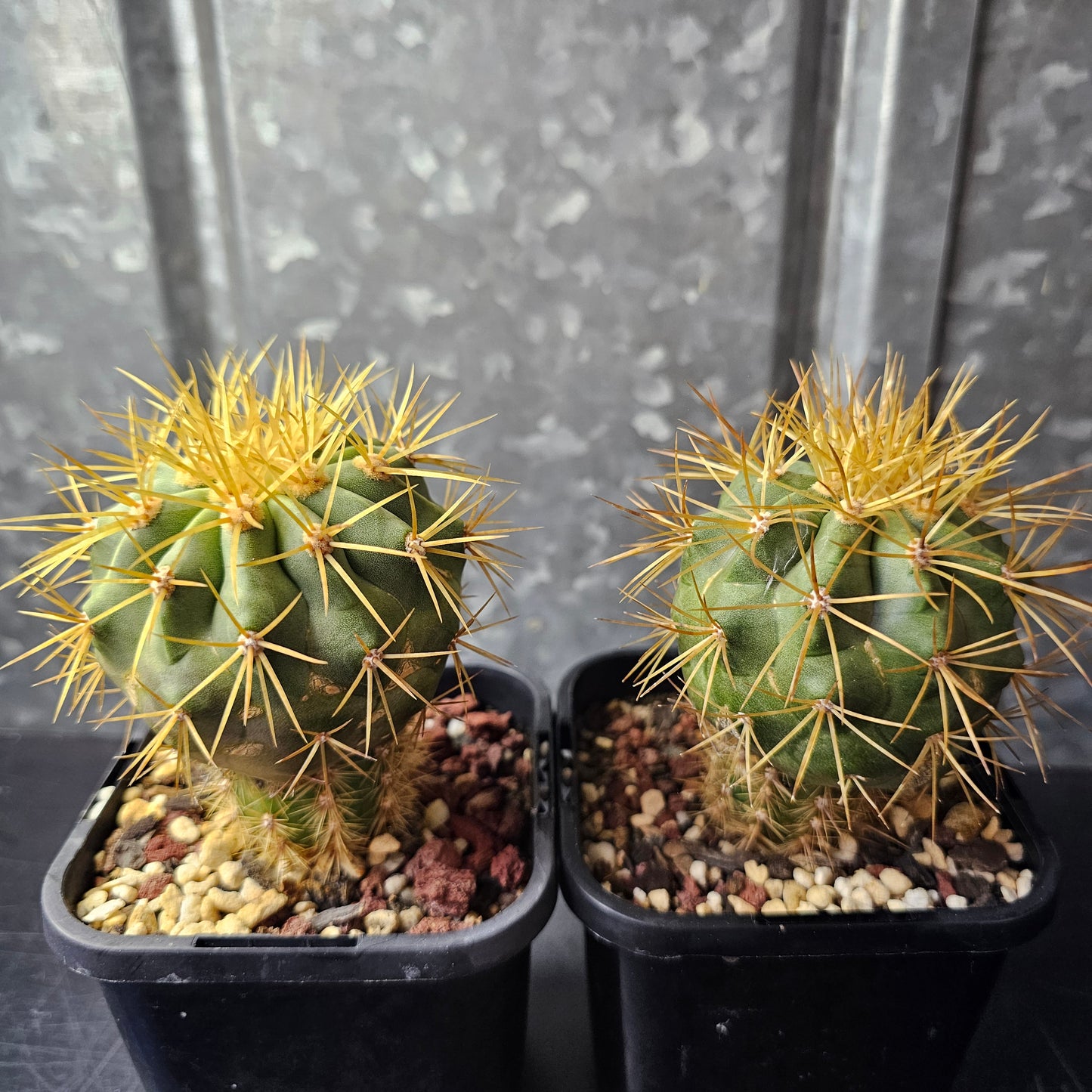Copiapoa eremophila (breeding pair)