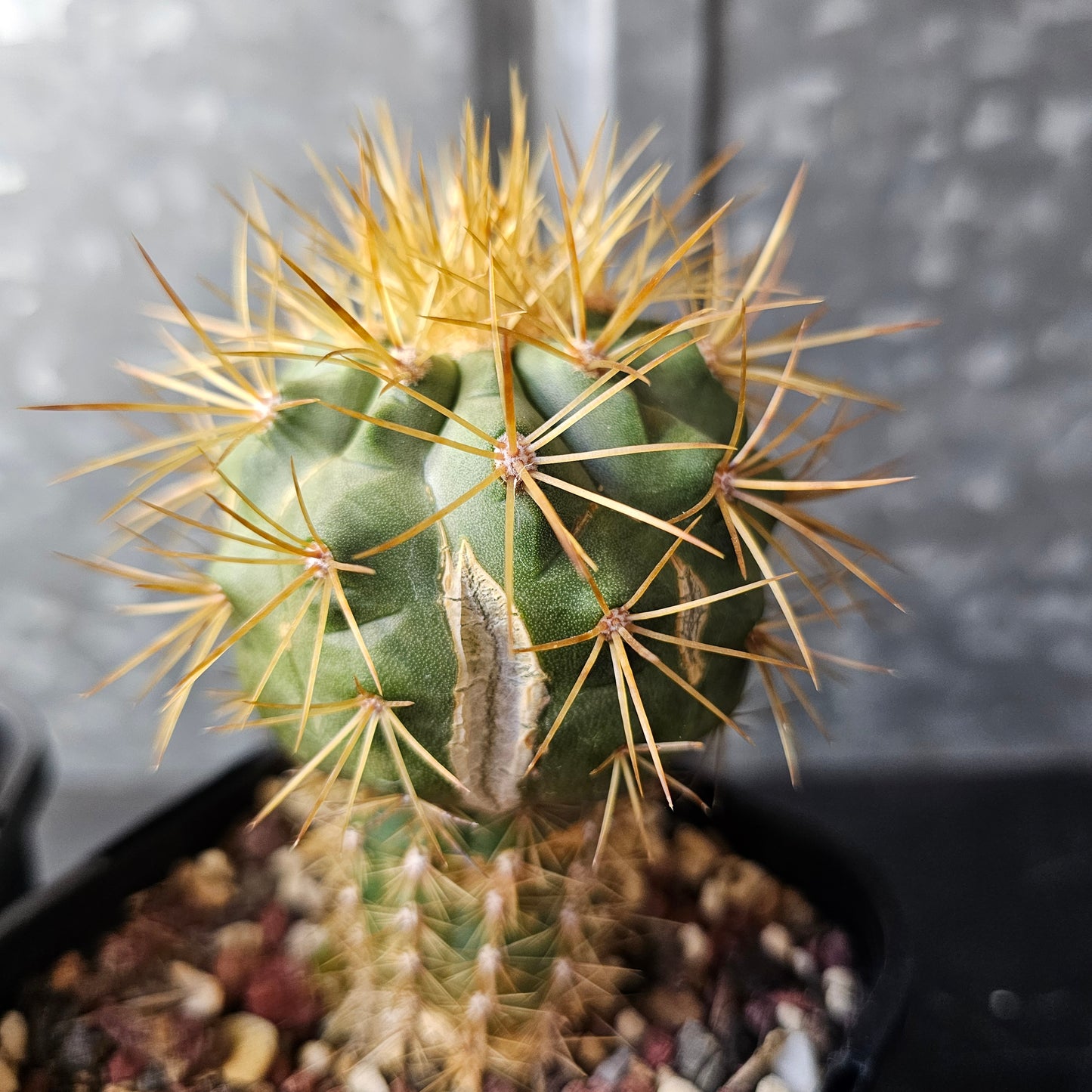 Copiapoa eremophila (breeding pair)