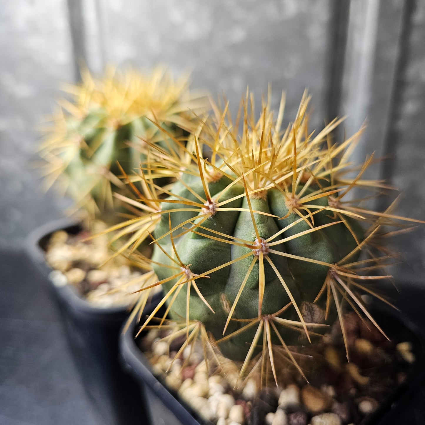 Copiapoa eremophila (breeding pair)