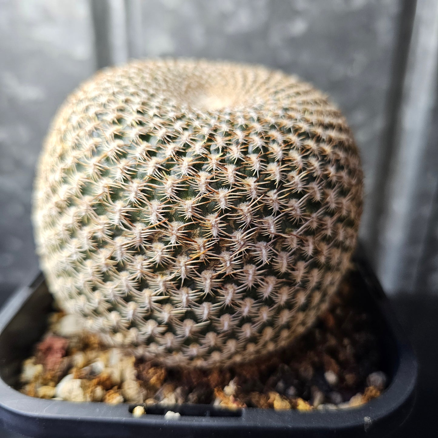 Sulcorebutia arenacea