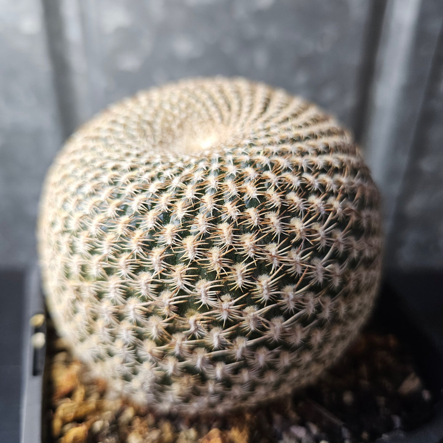 Sulcorebutia arenacea