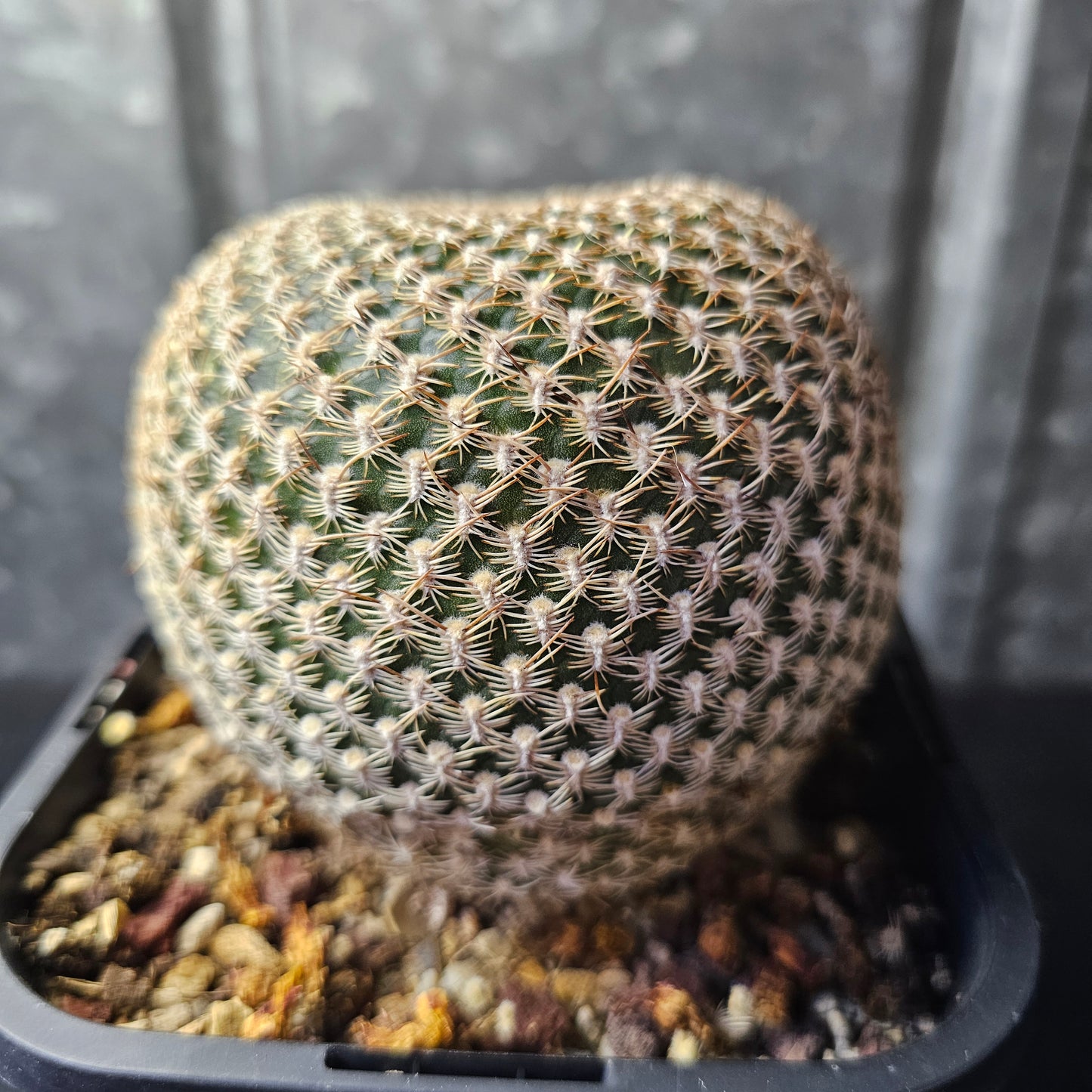 Sulcorebutia arenacea