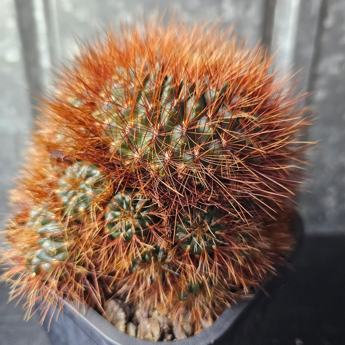 Sulcorebutia sp.