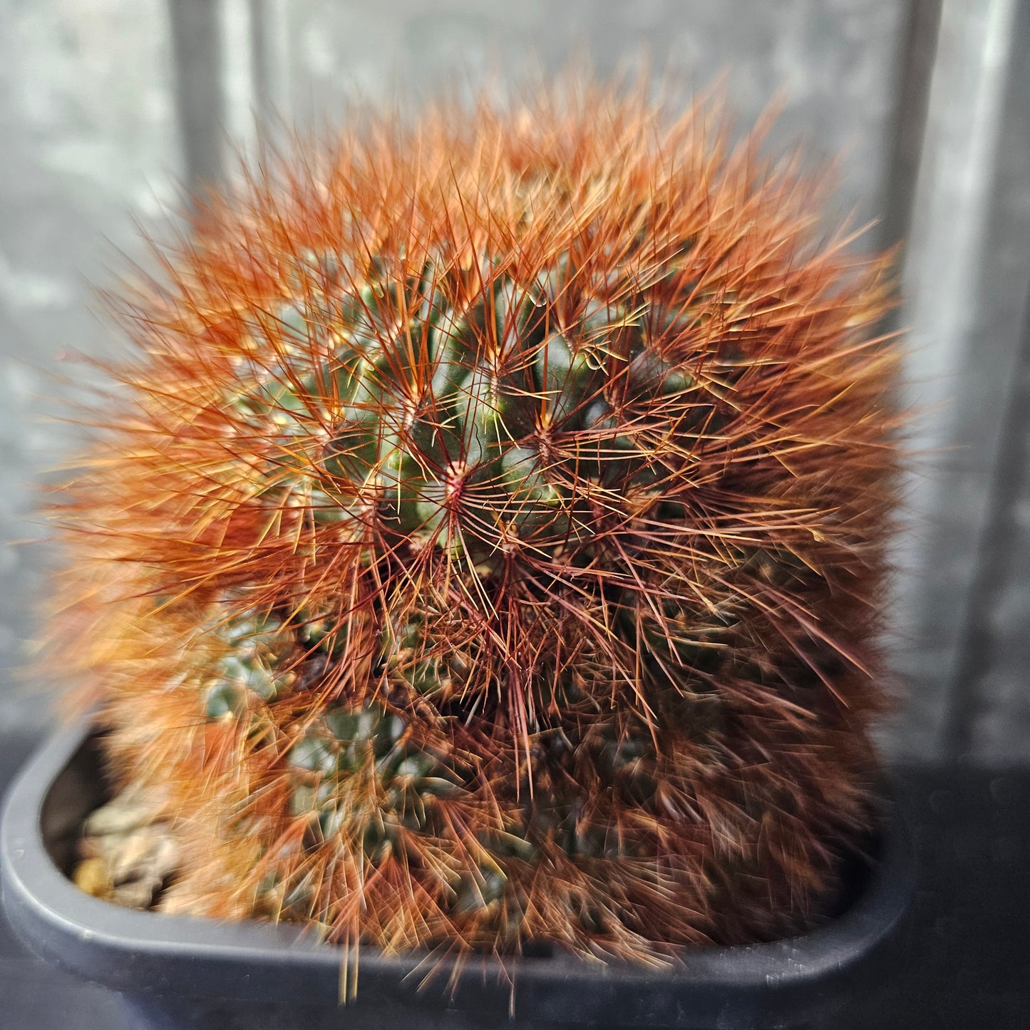 Sulcorebutia sp.