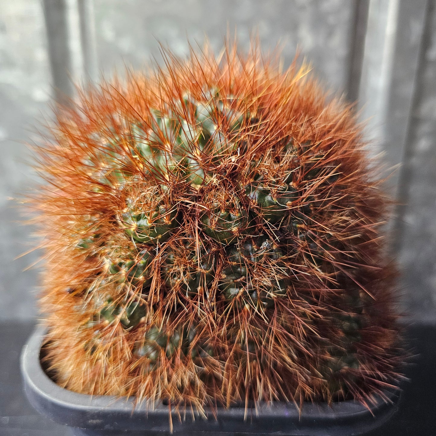 Sulcorebutia sp.