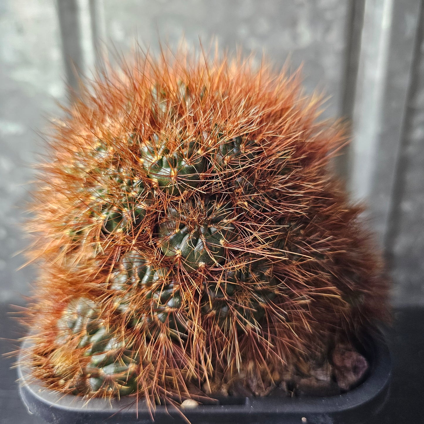 Sulcorebutia sp.