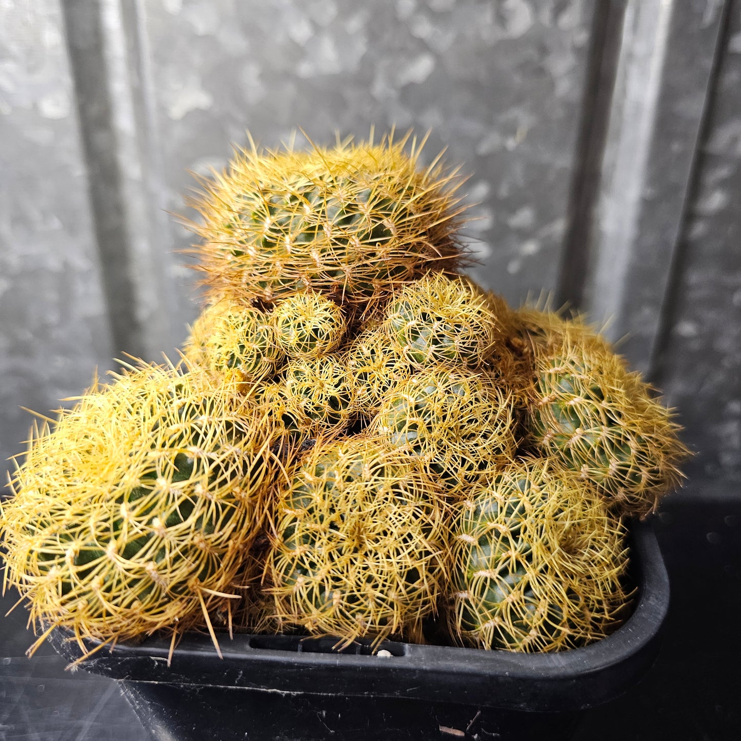 Sulcorebutia candiae