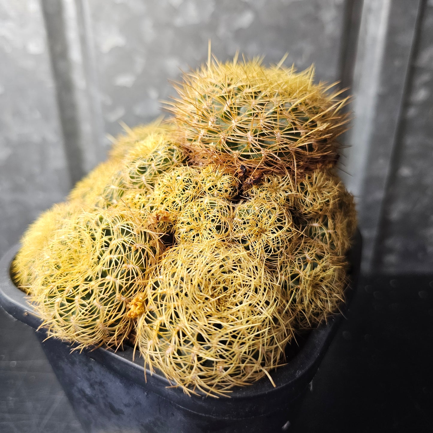 Sulcorebutia candiae