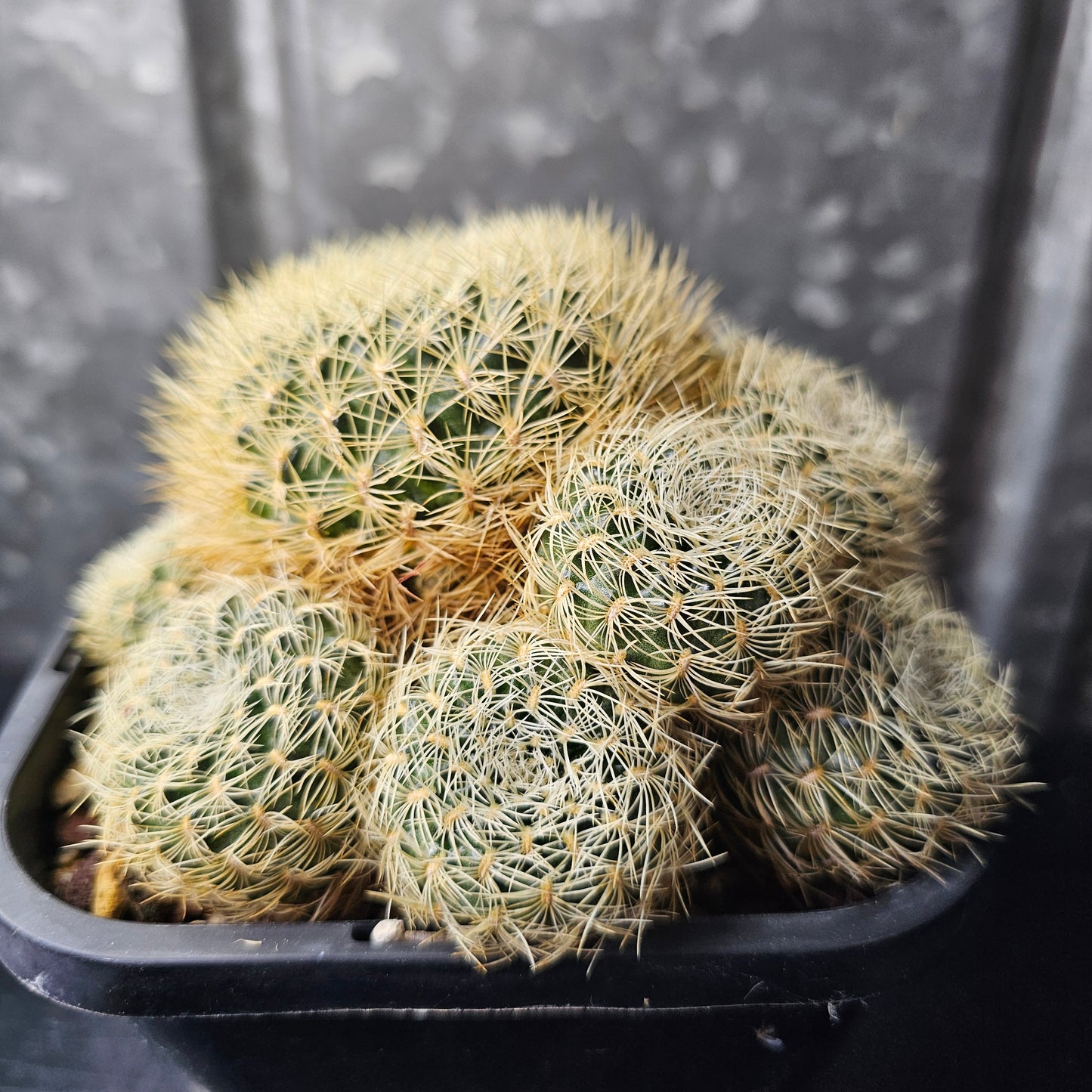 Sulcorebutia albissima
