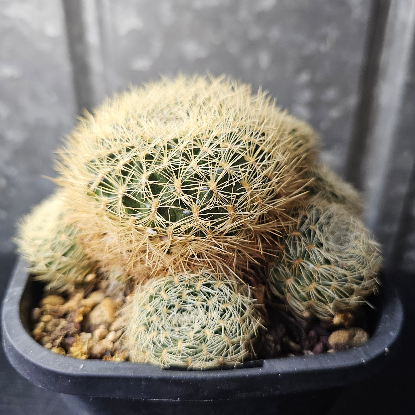Sulcorebutia albissima