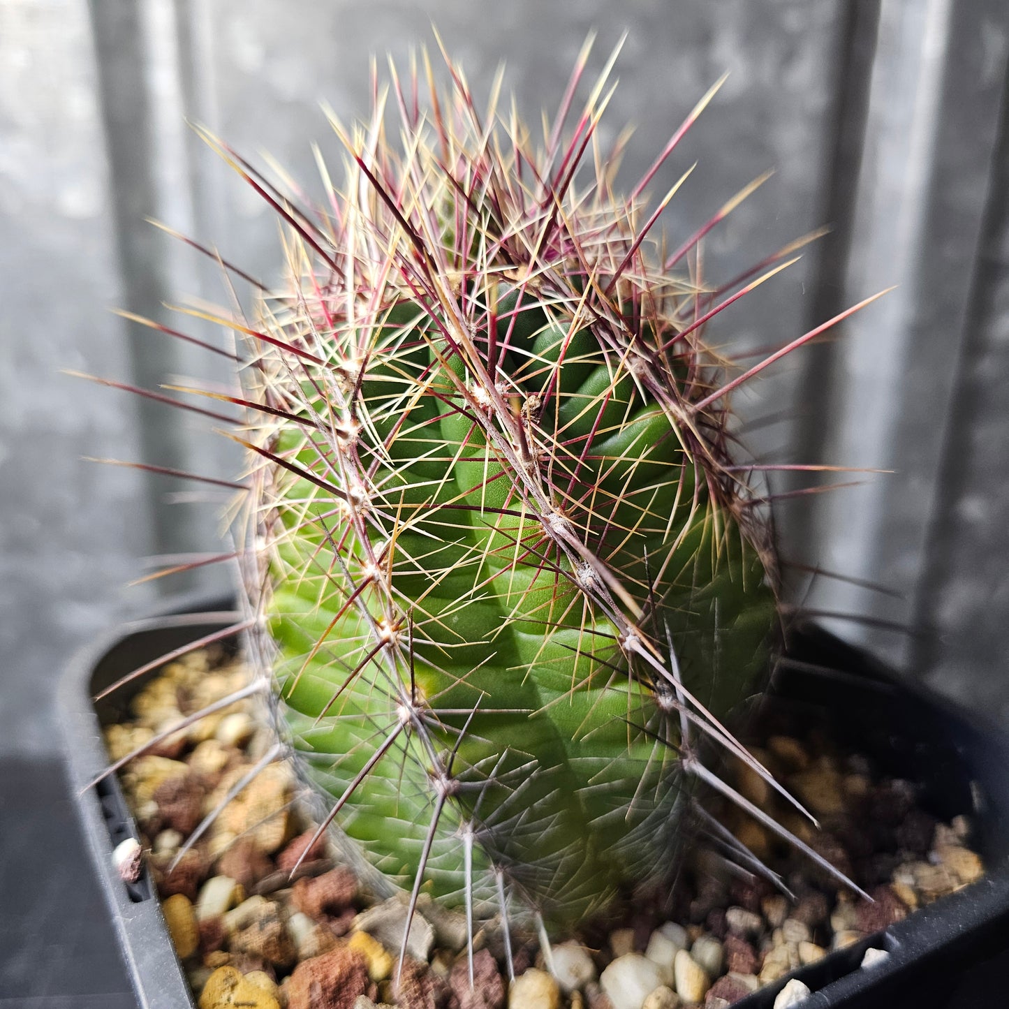 Thelocactus sp. (unique)