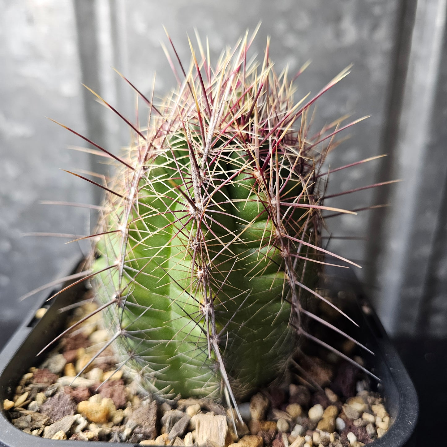 Thelocactus sp. (unique)