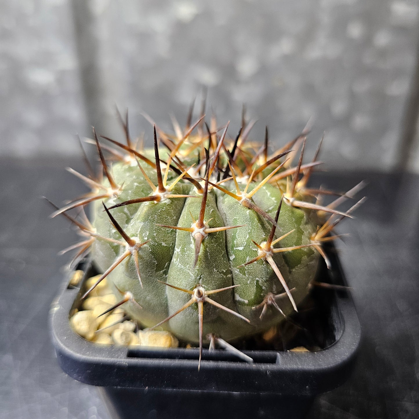 Copiapoa cinerea JN2027