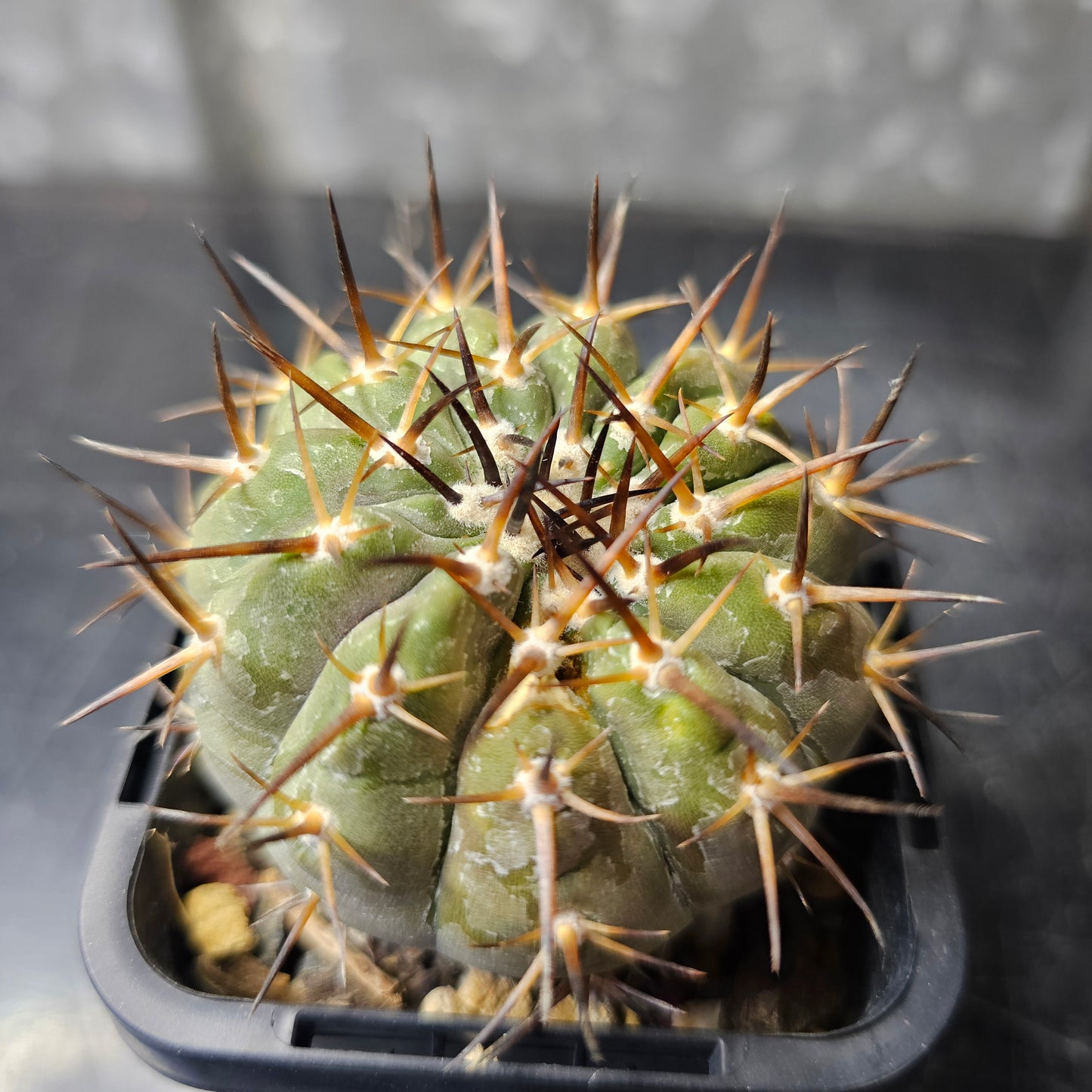 Copiapoa cinerea JN2027