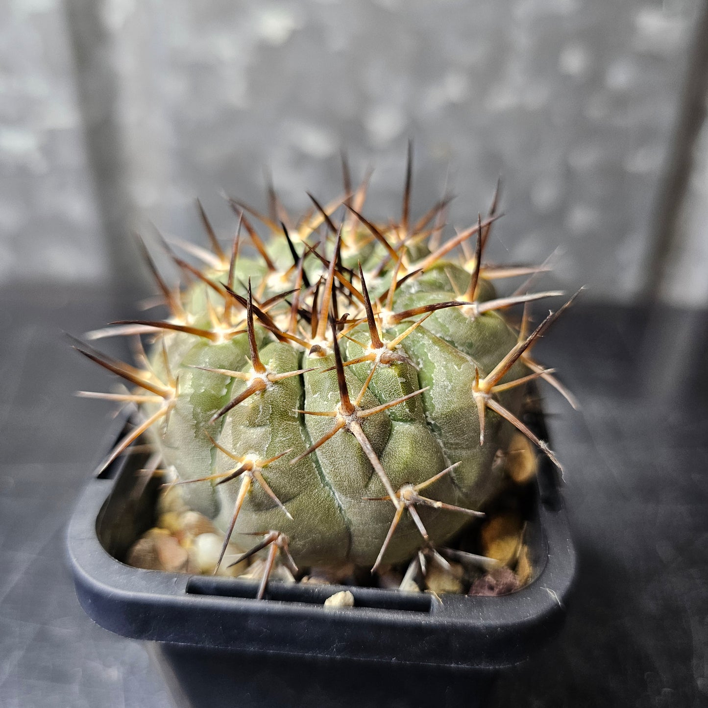 Copiapoa cinerea JN2027