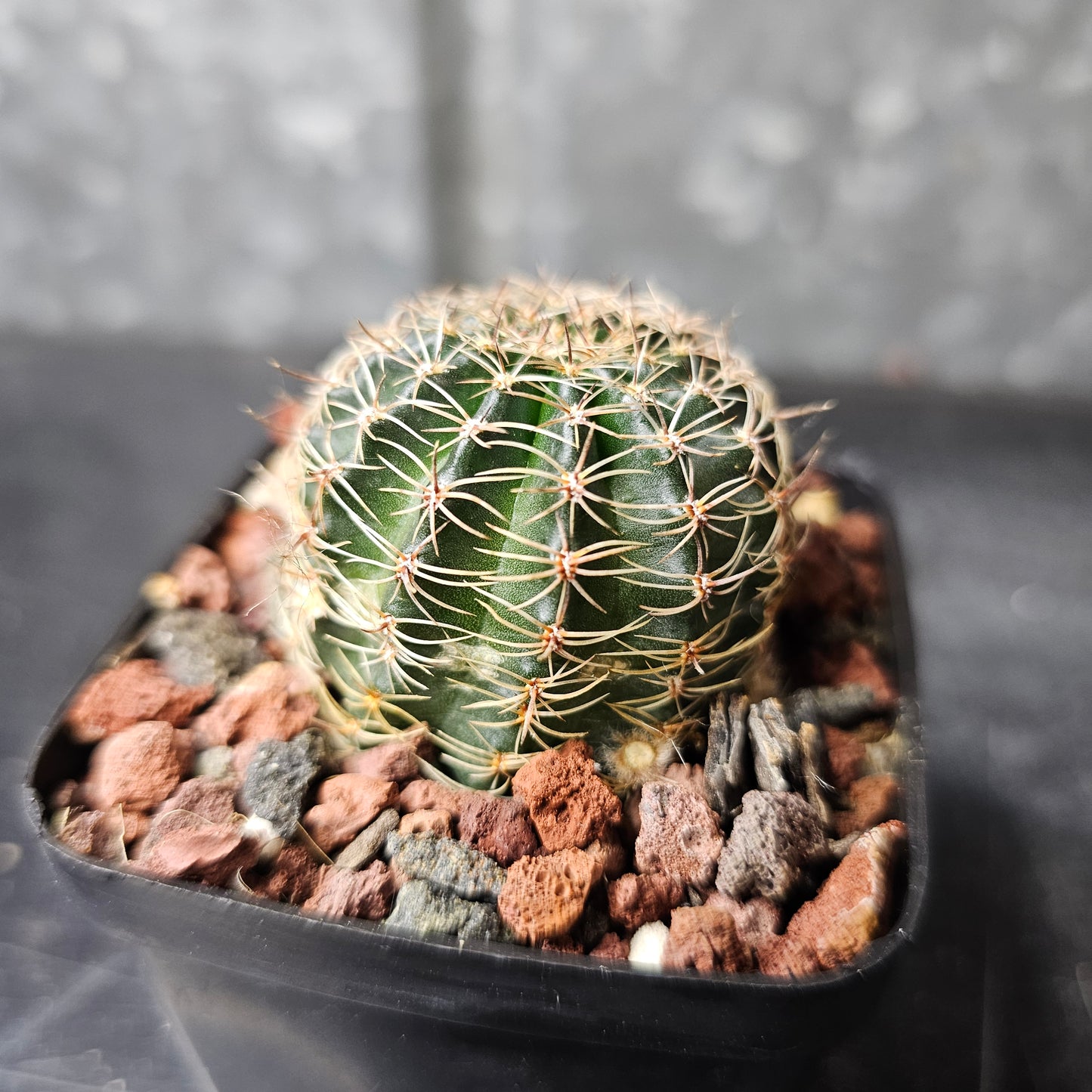 Lobivia hybrid (8XY)