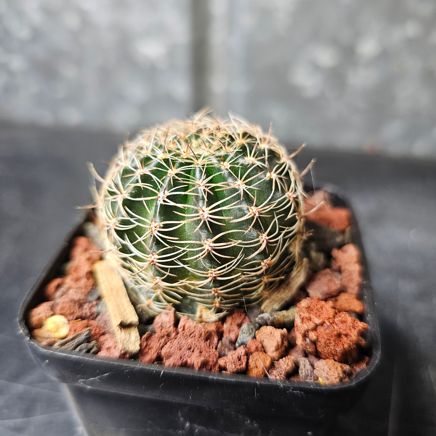 Lobivia hybrid (8XY)