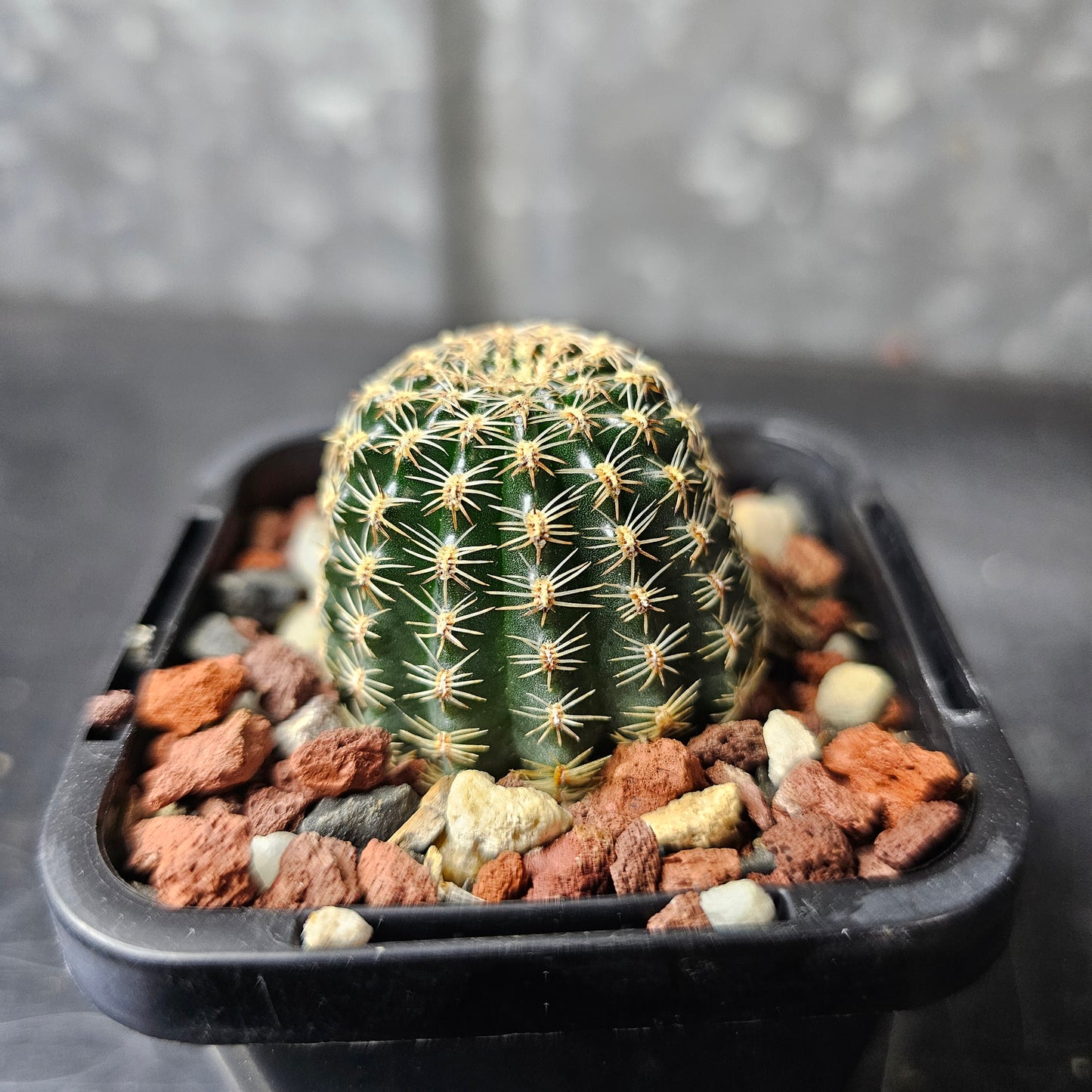 Lobivia hybrid (O5U)