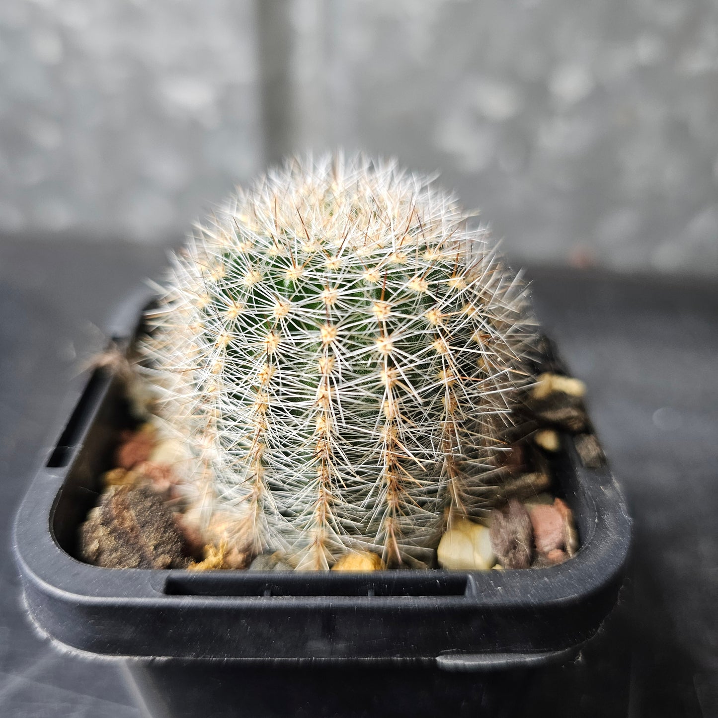 Lobivia hybrid (8GK)