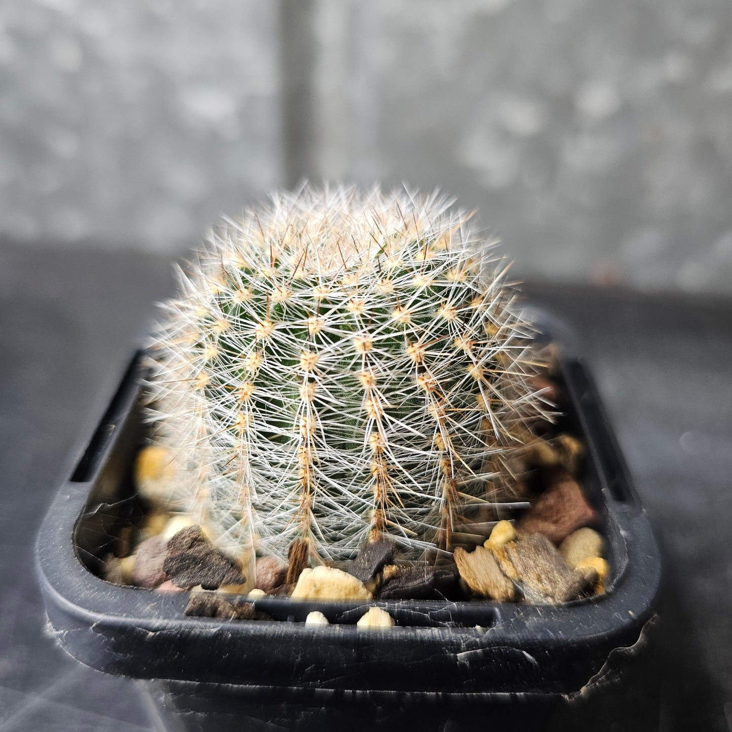 Lobivia hybrid (8GK)