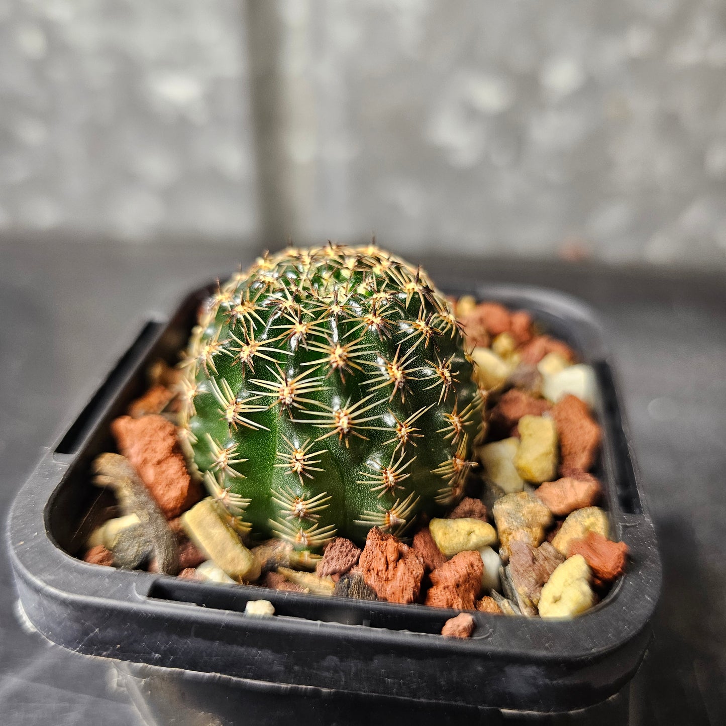 Lobivia hybrid (7CT)