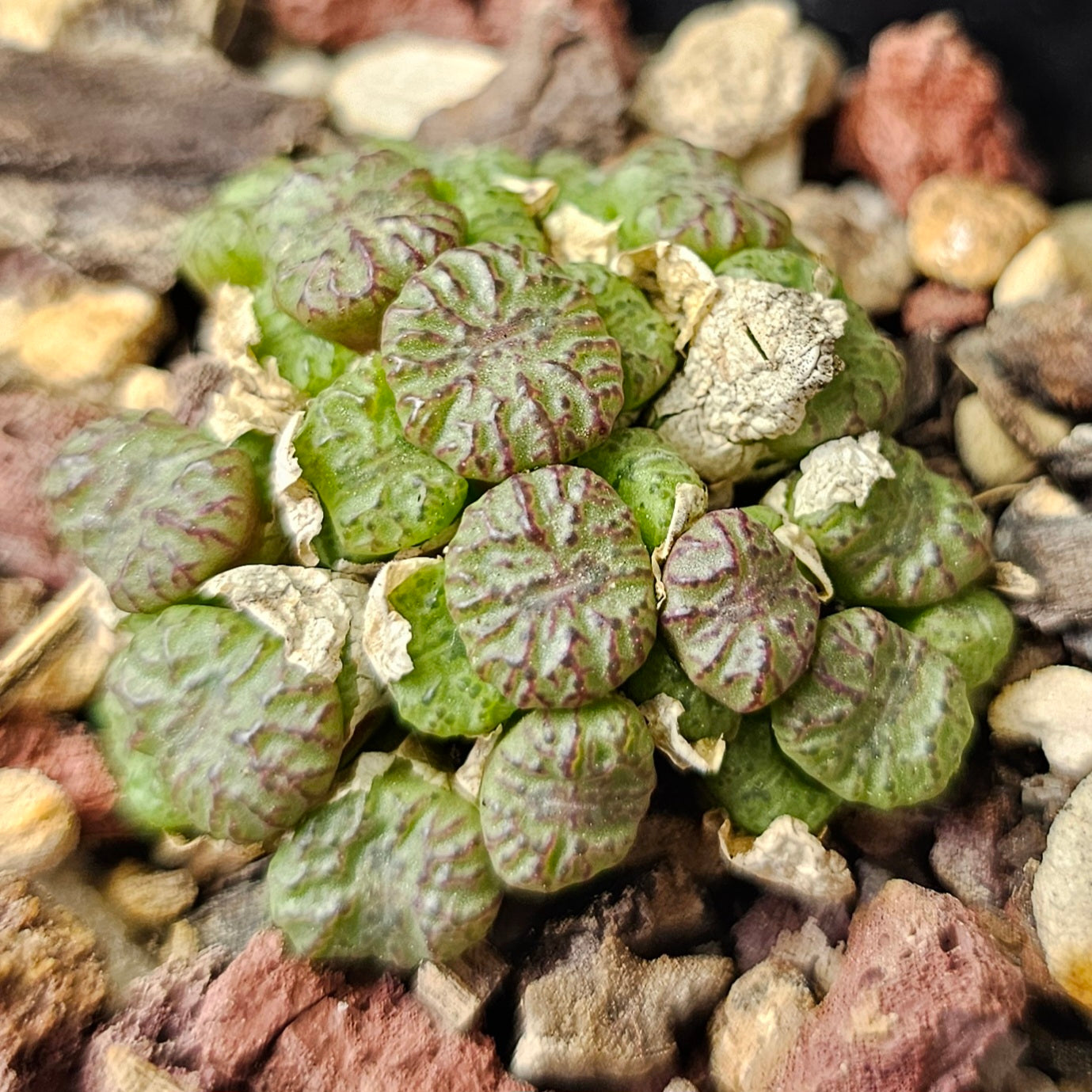 Conophytum bundle (4 plants) – Curious Mix