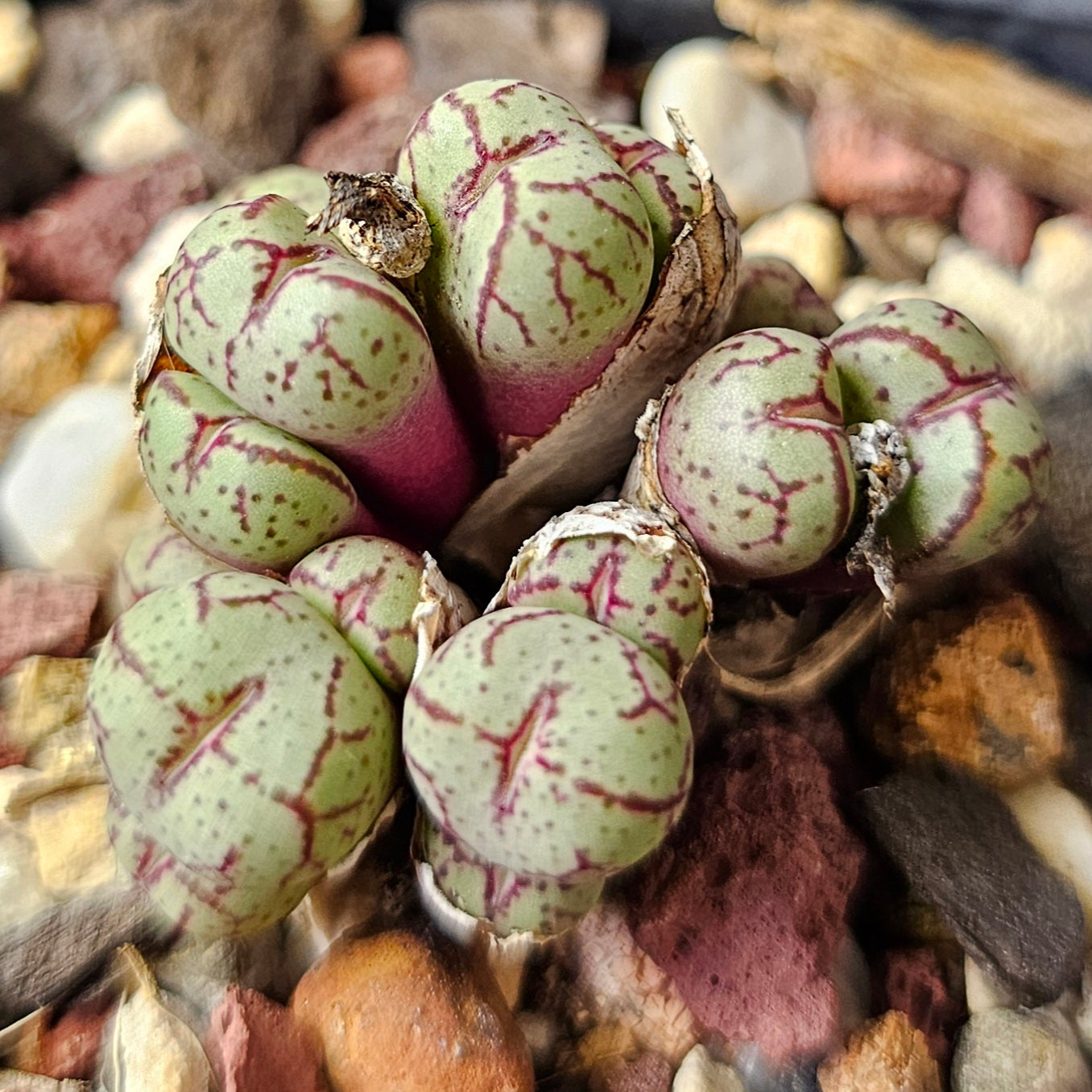 Conophytum bundle (4 plants) – Curious Mix