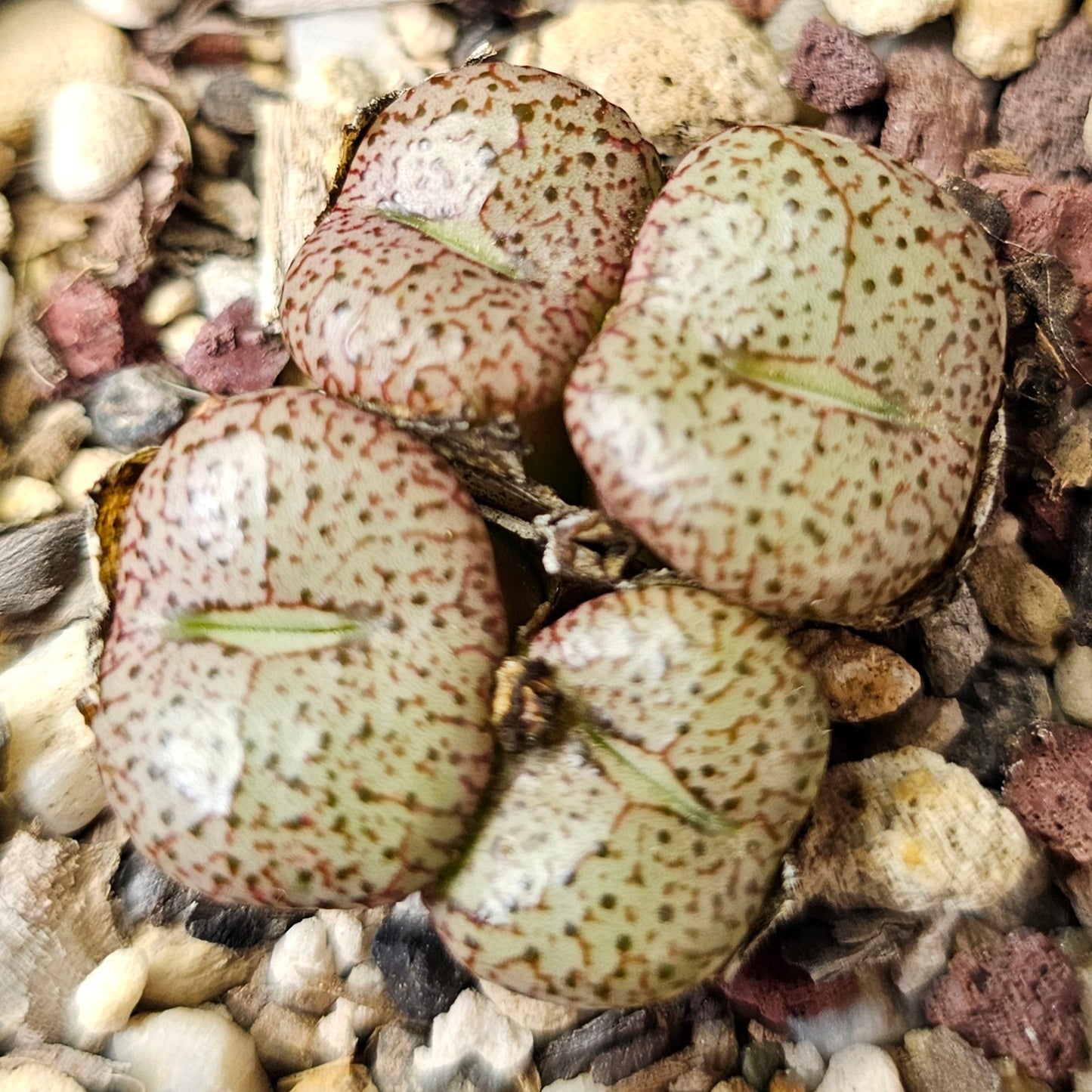 Conophytum bundle (4 plants) – Curious Mix