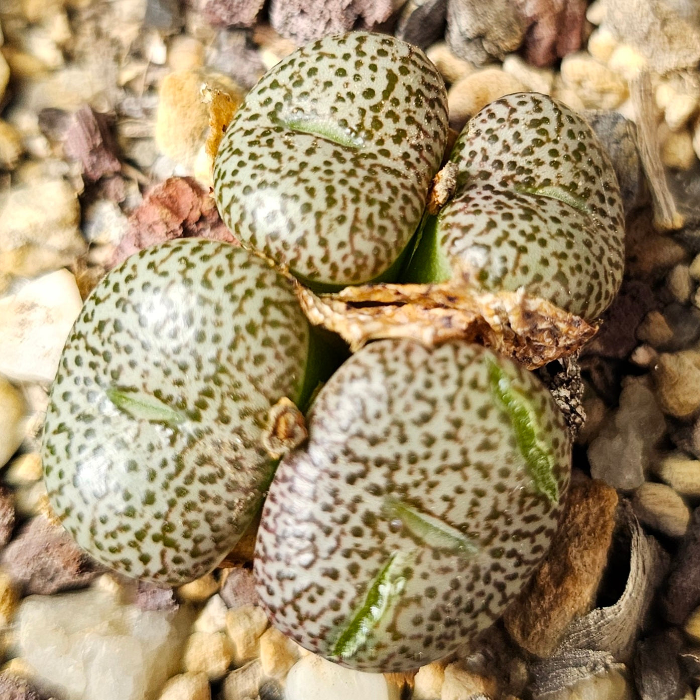 Conophytum bundle (4 plants) – Curious Mix