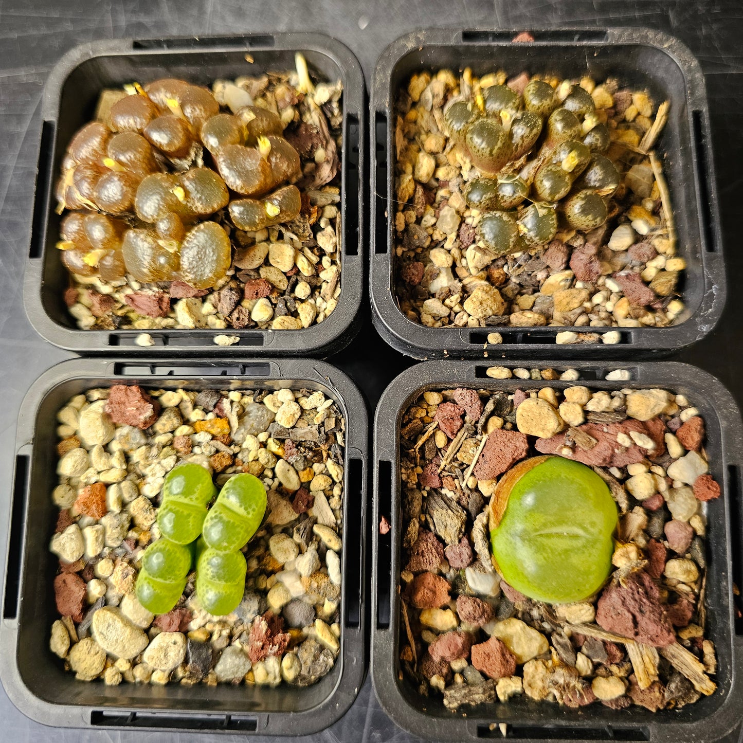 Conophytum bundle (4 plants) – Unusual Selection
