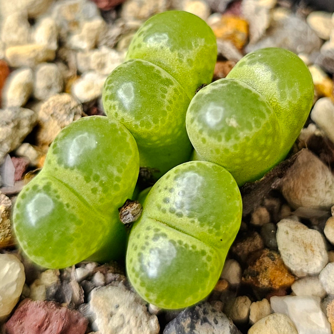 Conophytum bundle (4 plants) – Unusual Selection