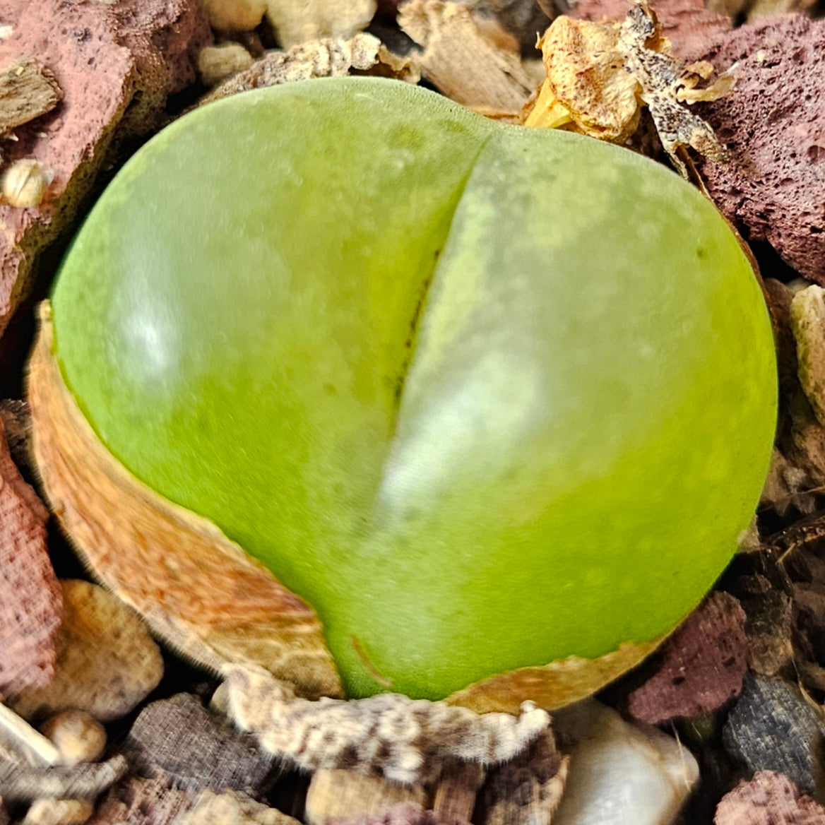 Conophytum bundle (4 plants) – Unusual Selection