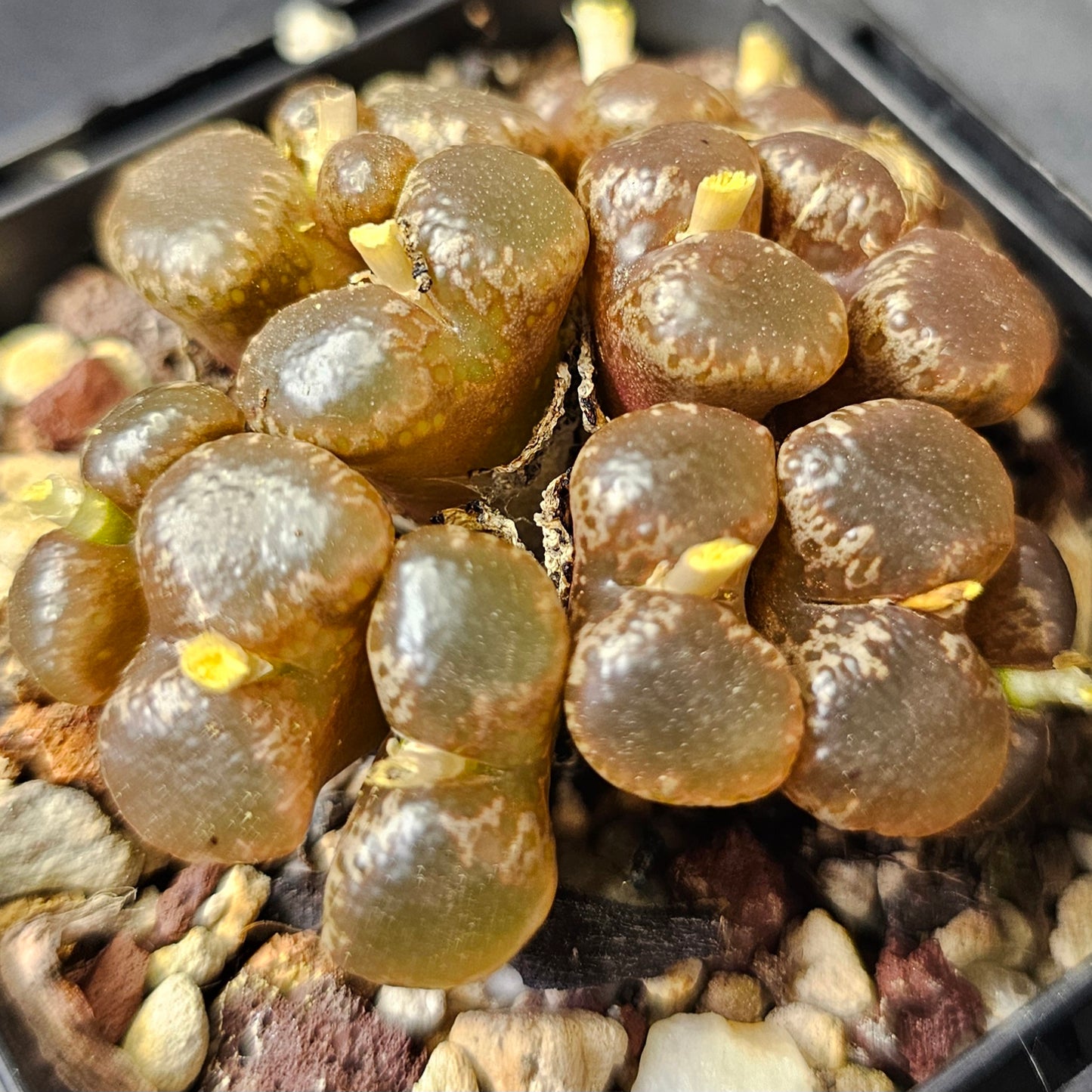 Conophytum bundle (4 plants) – Unusual Selection
