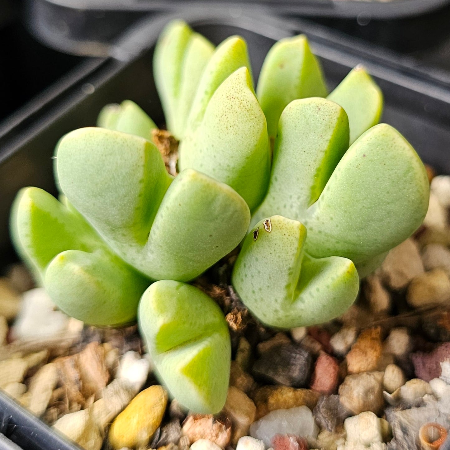 Conophytum bundle (4 plants) – Arid Curiosities