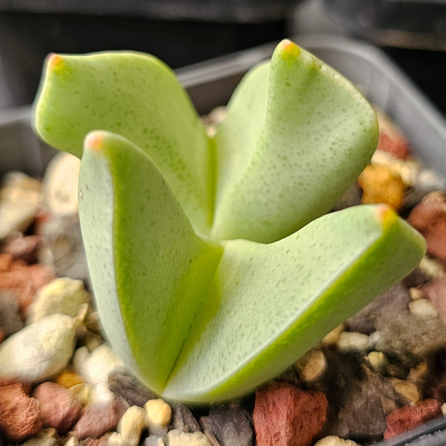 Conophytum bundle (4 plants) – Arid Curiosities