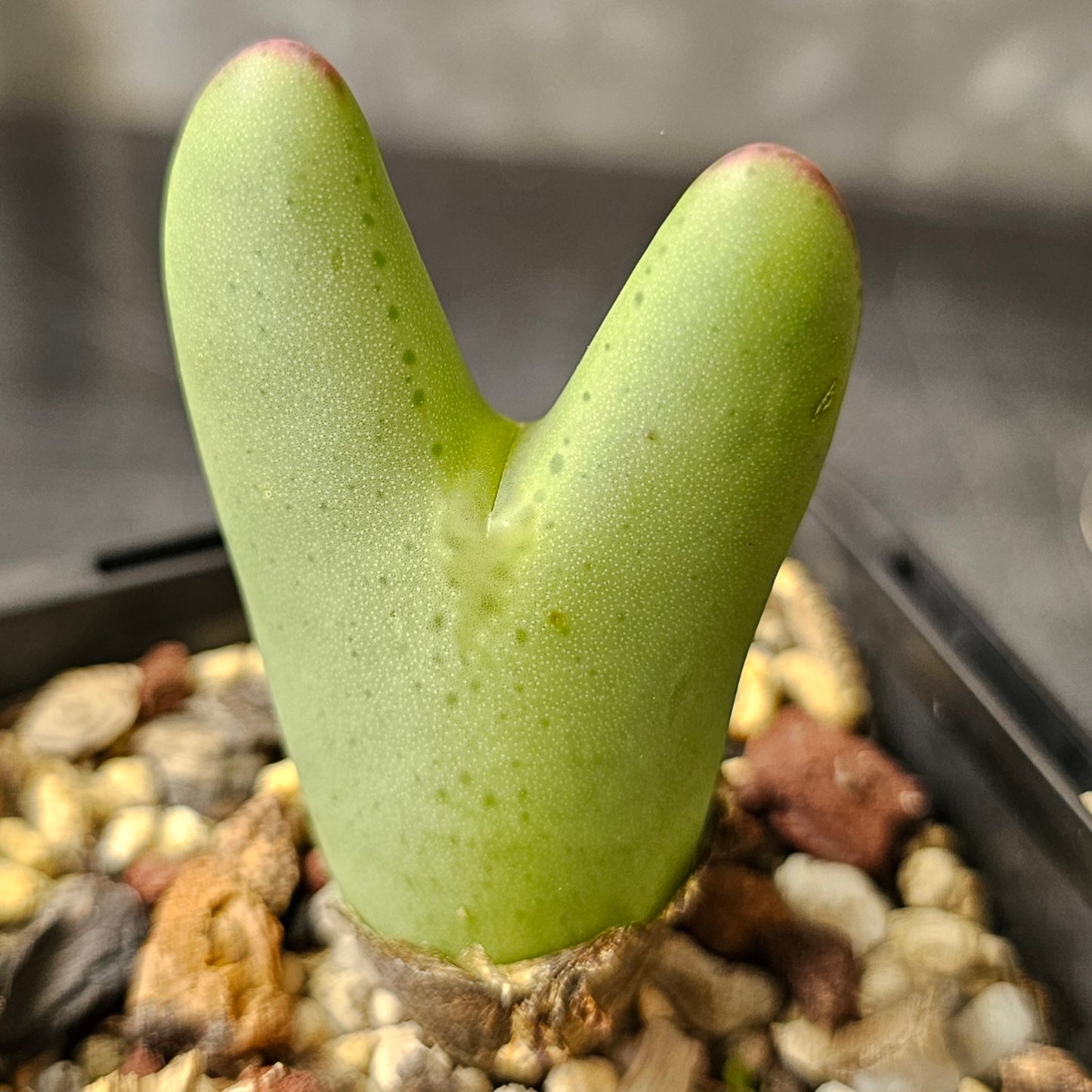 Conophytum bundle (4 plants) – Arid Curiosities