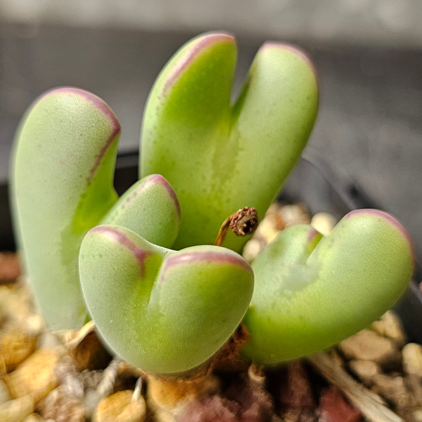 Conophytum bundle (4 plants) – Arid Curiosities