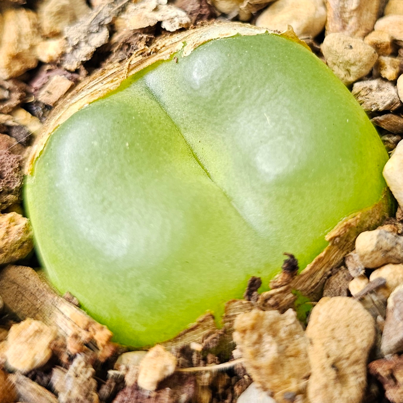 Conophytum bundle (4 plants) – Collector’s Curiosities