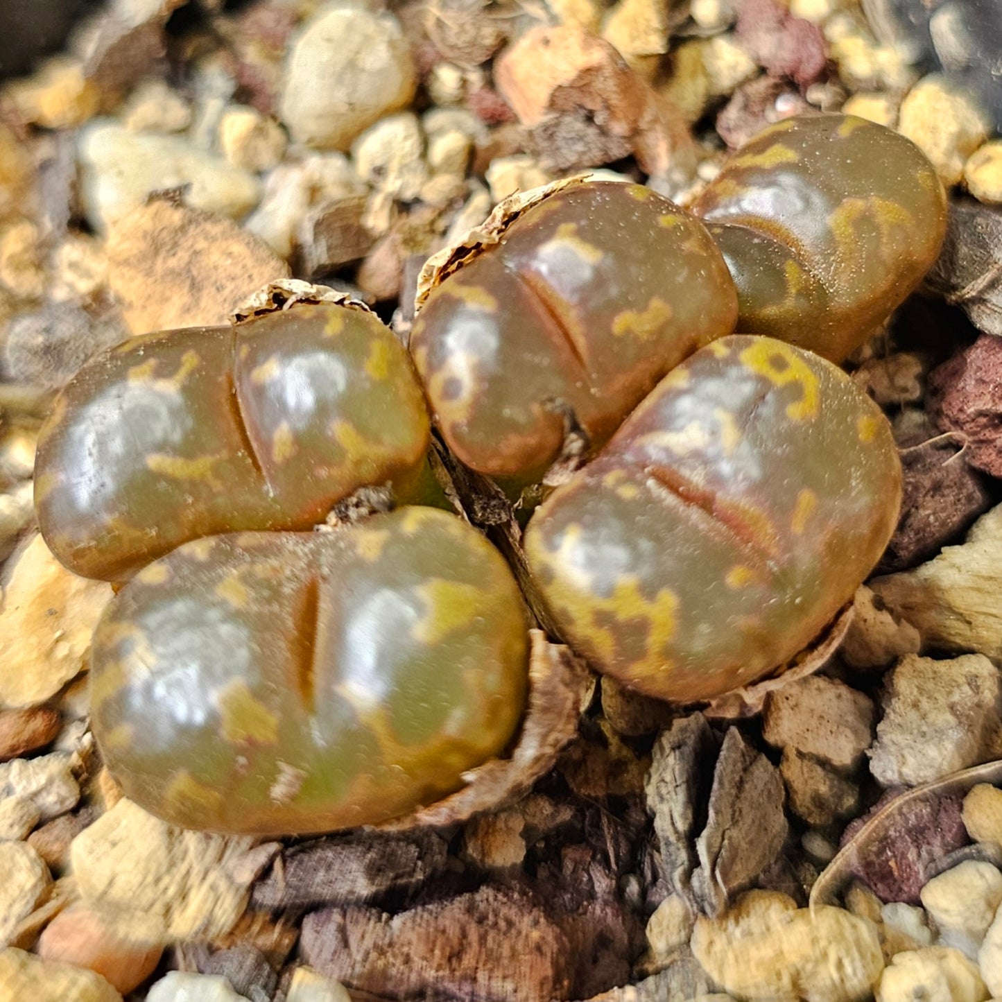 Conophytum bundle (4 plants) – Collector’s Curiosities