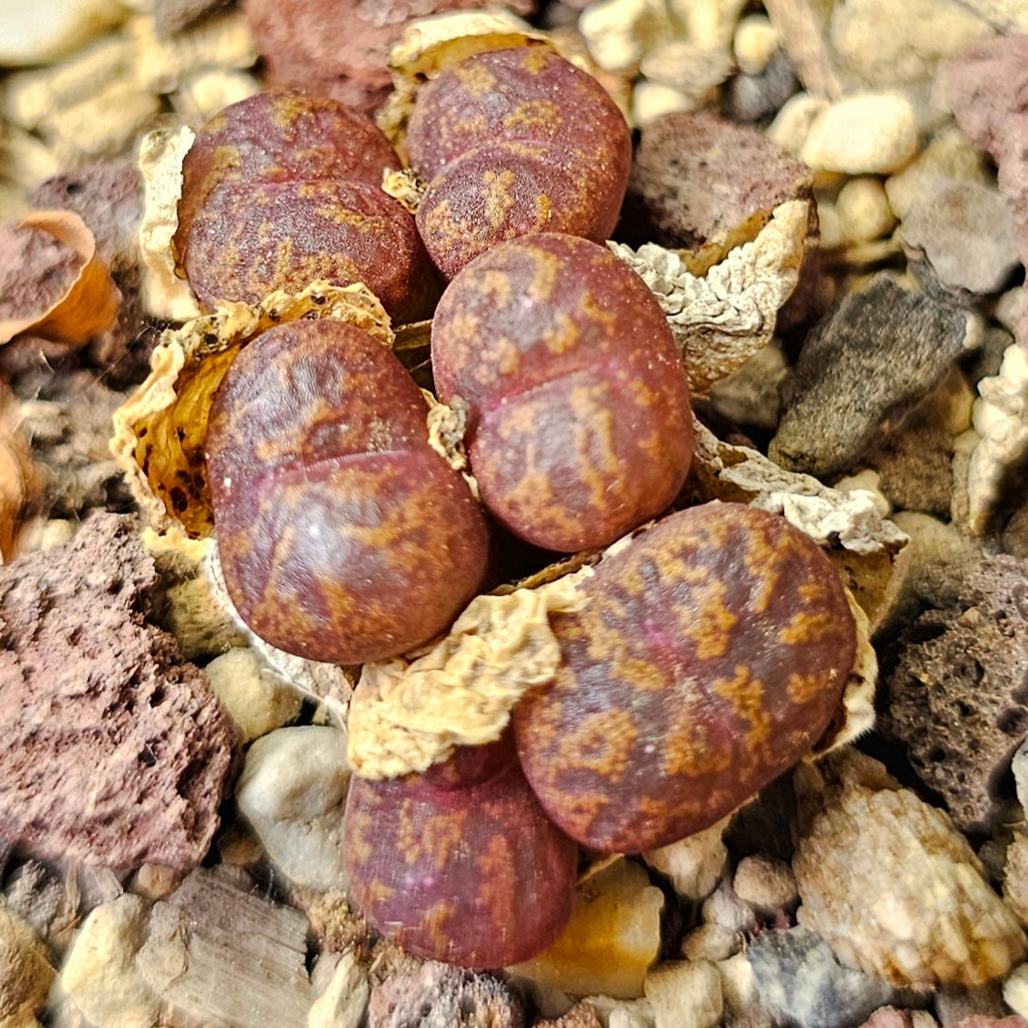Conophytum bundle (4 plants) – Collector’s Curiosities