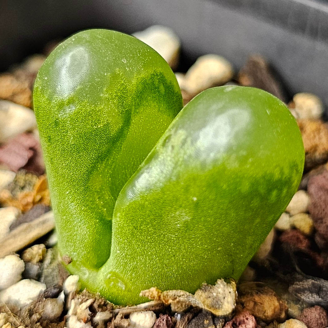 Conophytum bundle (4 plants) – Collector’s Curiosities