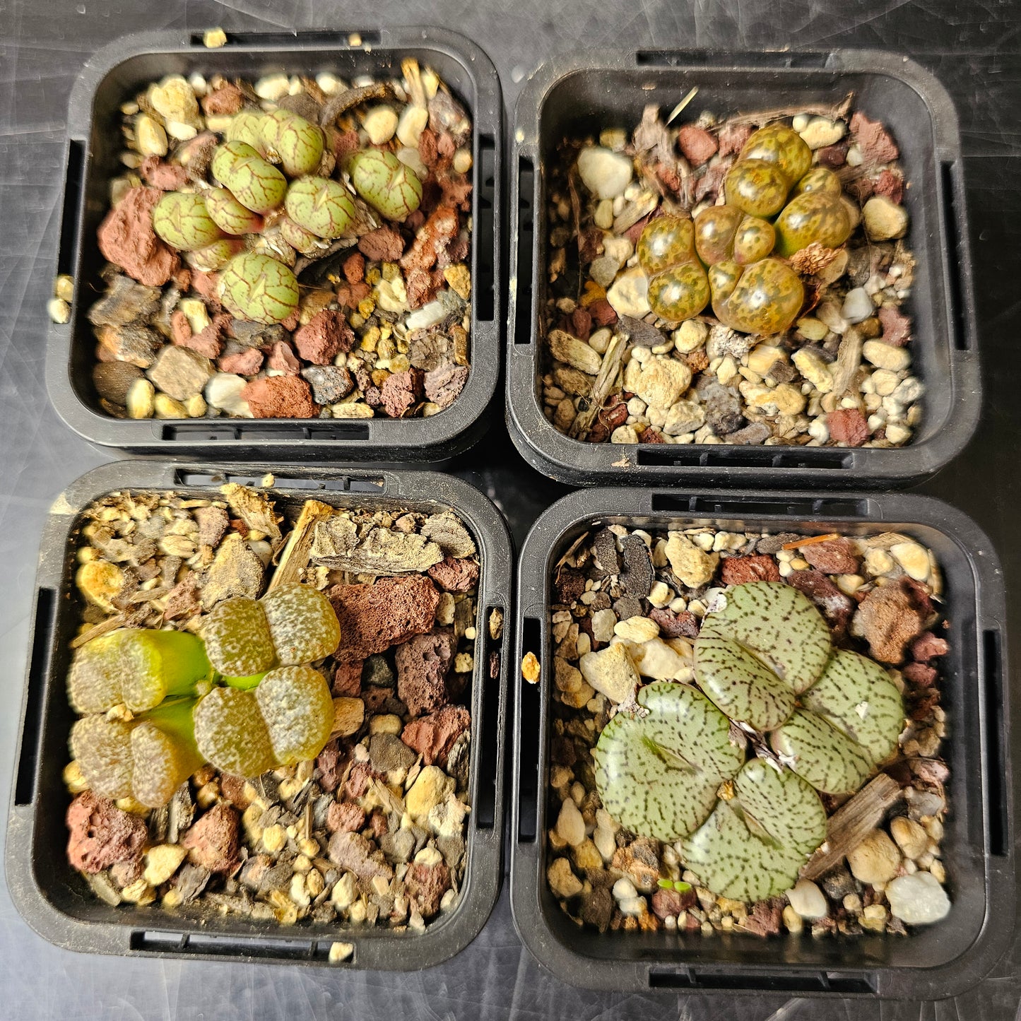 Conophytum bundle (4 plants) – Strange Selection