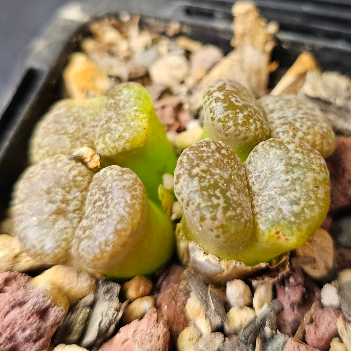 Conophytum bundle (4 plants) – Strange Selection