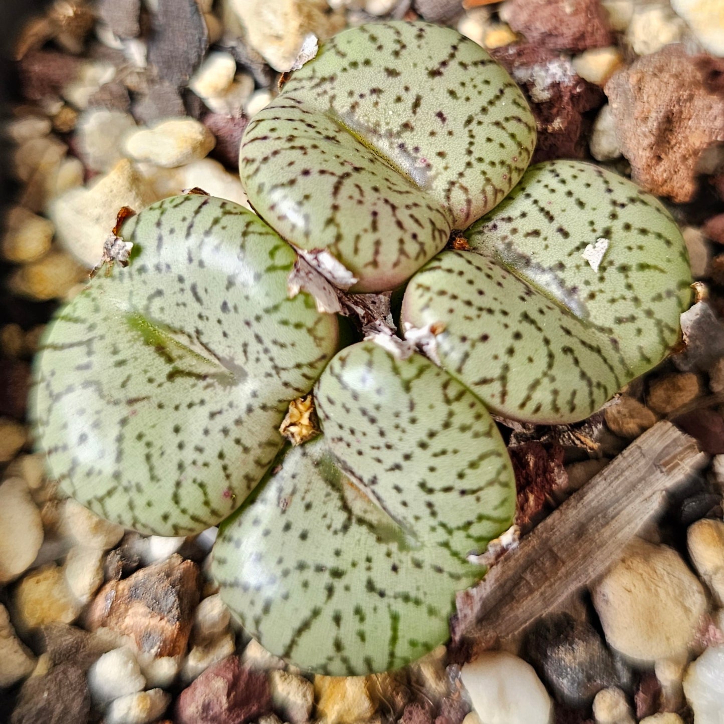 Conophytum bundle (4 plants) – Strange Selection
