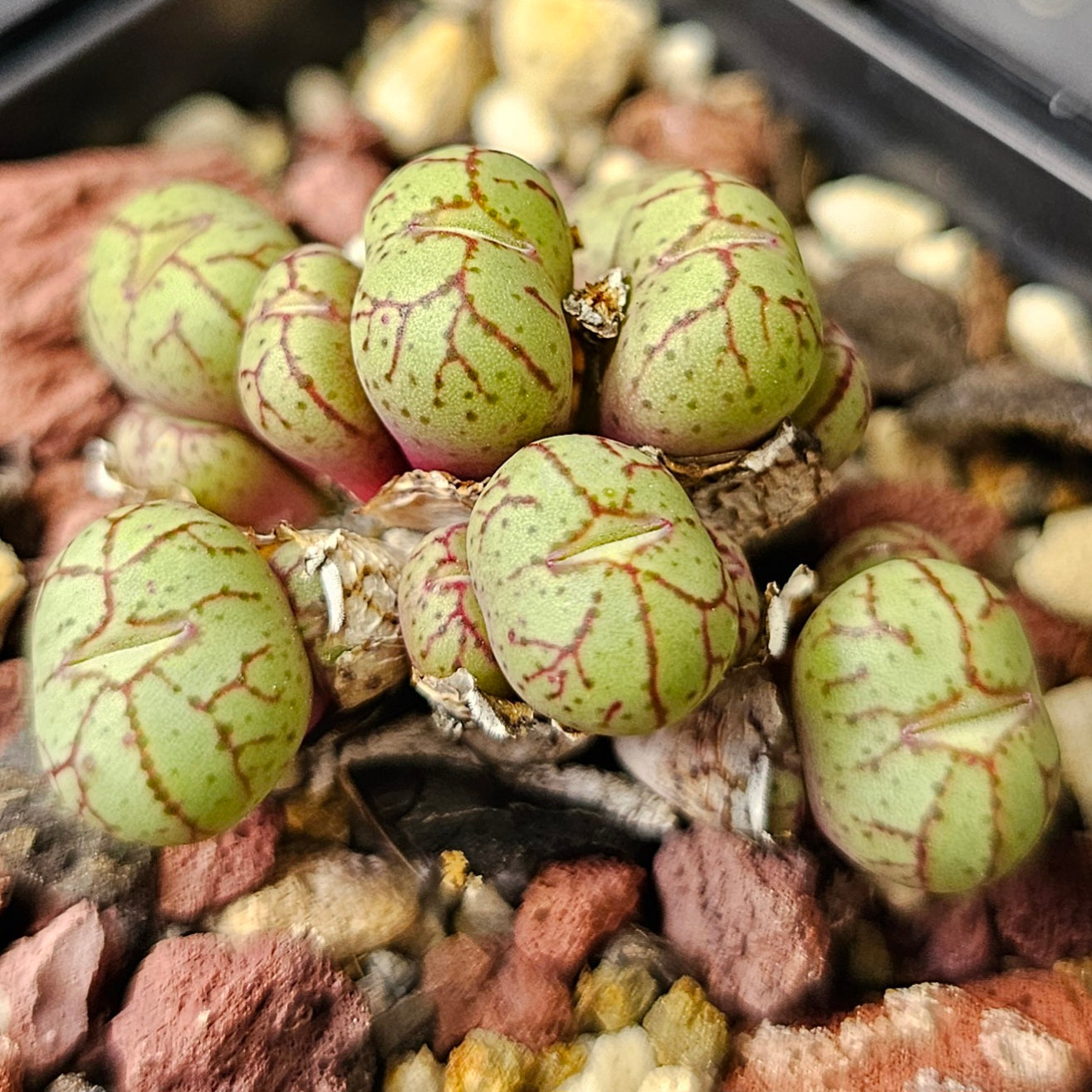 Conophytum bundle (4 plants) – Strange Selection