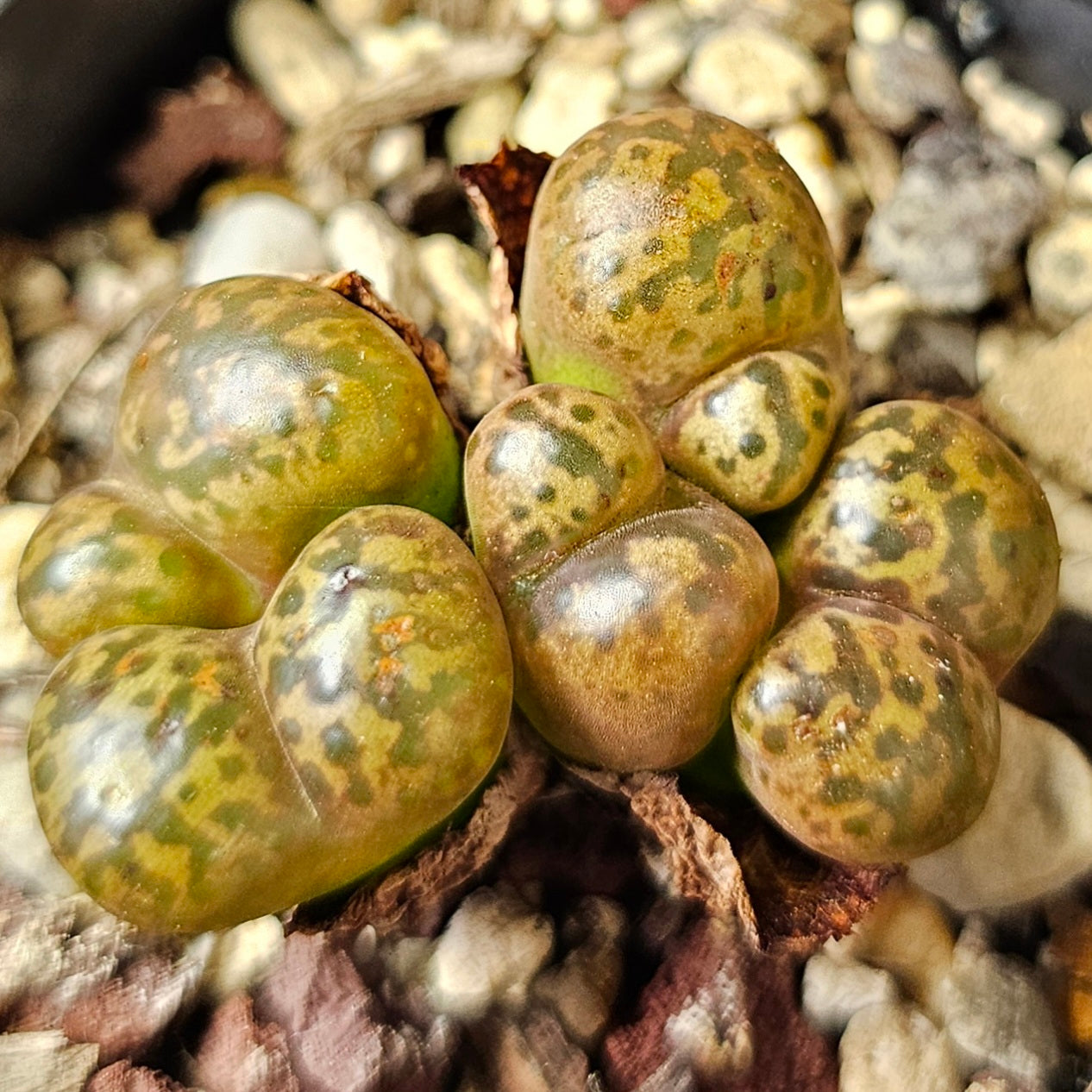 Conophytum bundle (4 plants) – Strange Selection