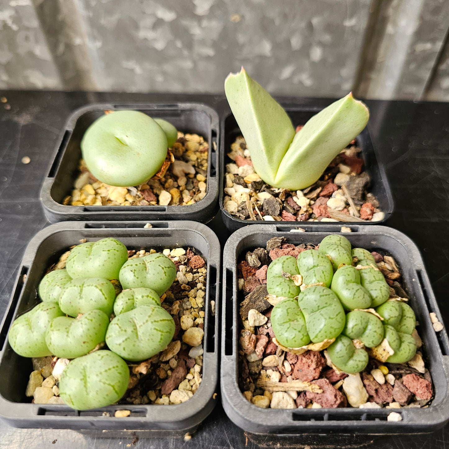 Conophytum bundle (4 plants) – Curious Little Things