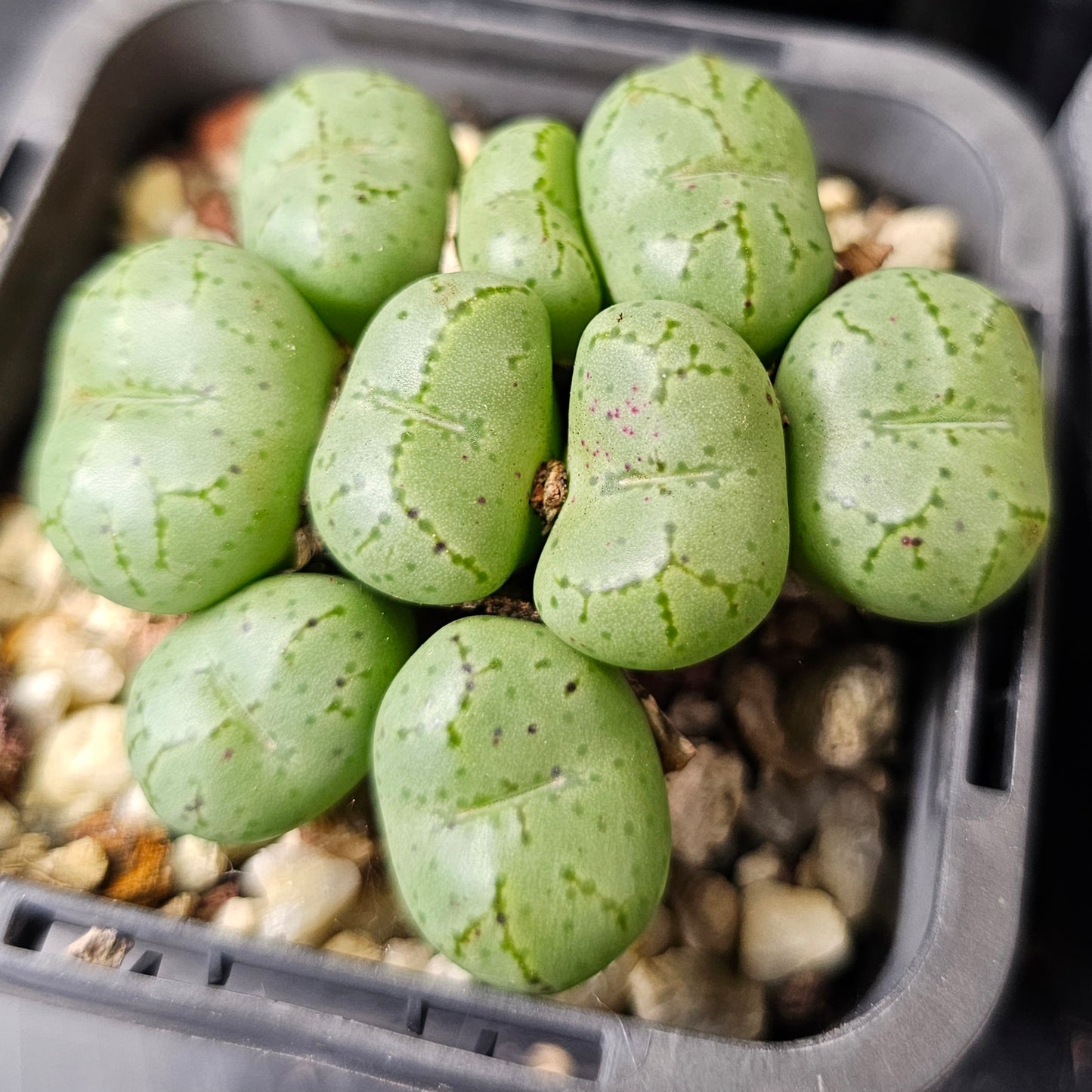 Conophytum bundle (4 plants) – Curious Little Things